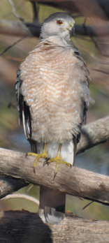 Rufous Hunting